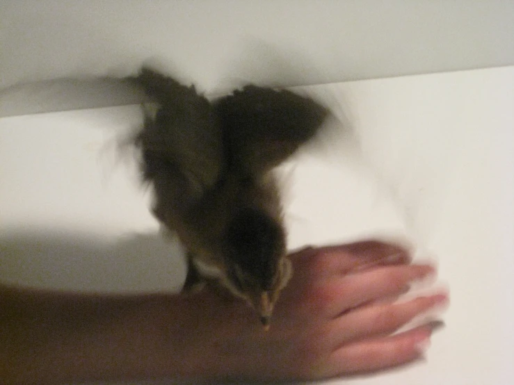 a small bird on a hand while reaching for food