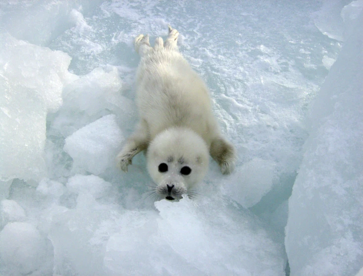 a white bear is seen floating in the water