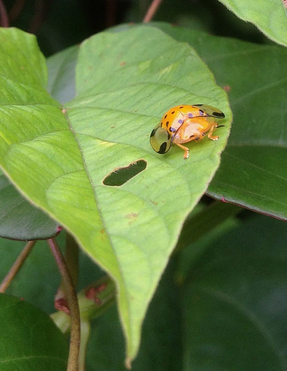 the yellow bug is crawling on a green leaf