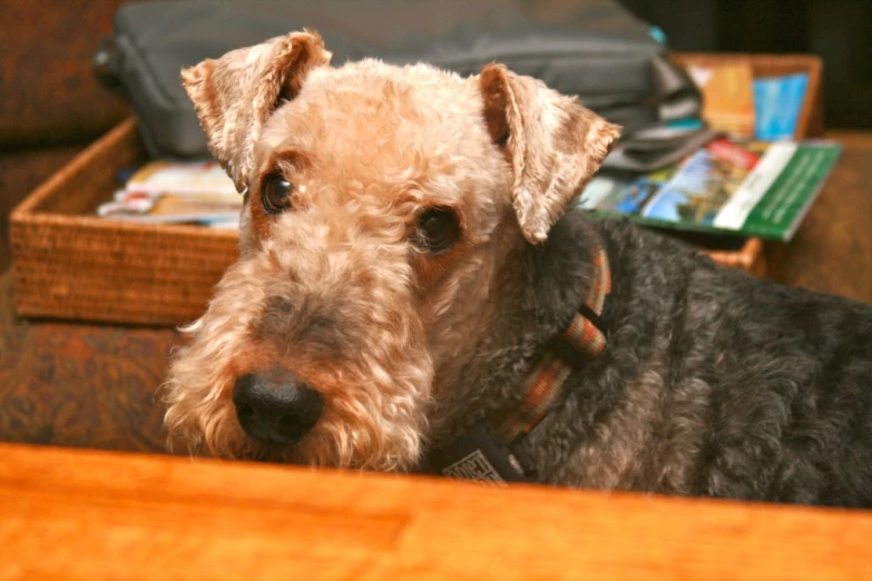 an old dog is looking over a table