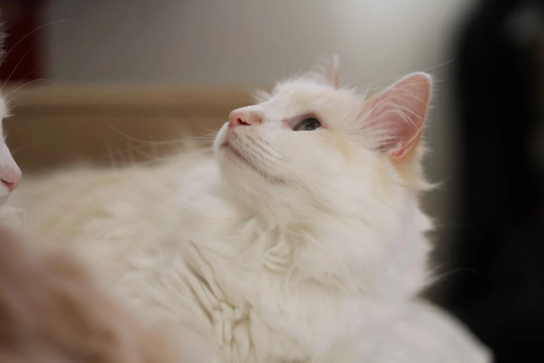 white cat with pink ears looking up and another white cat sitting down