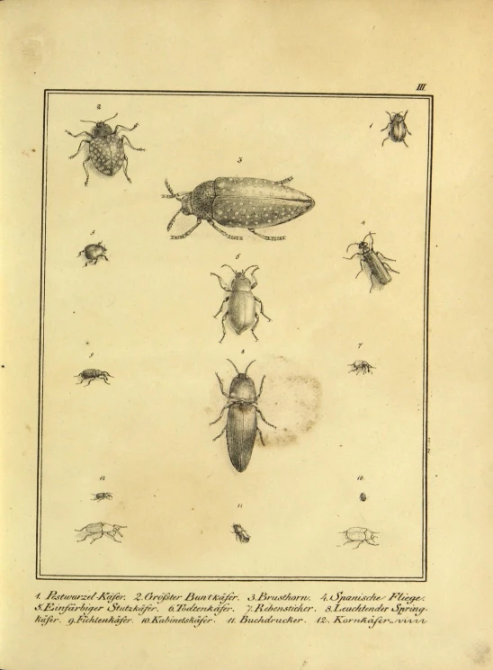 a collection of bug species are depicted in this illustration