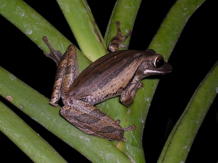 a frog is sitting on top of a leaf