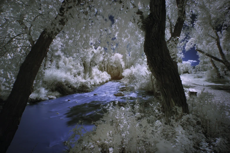 the trees and water are almost completely covered in ice