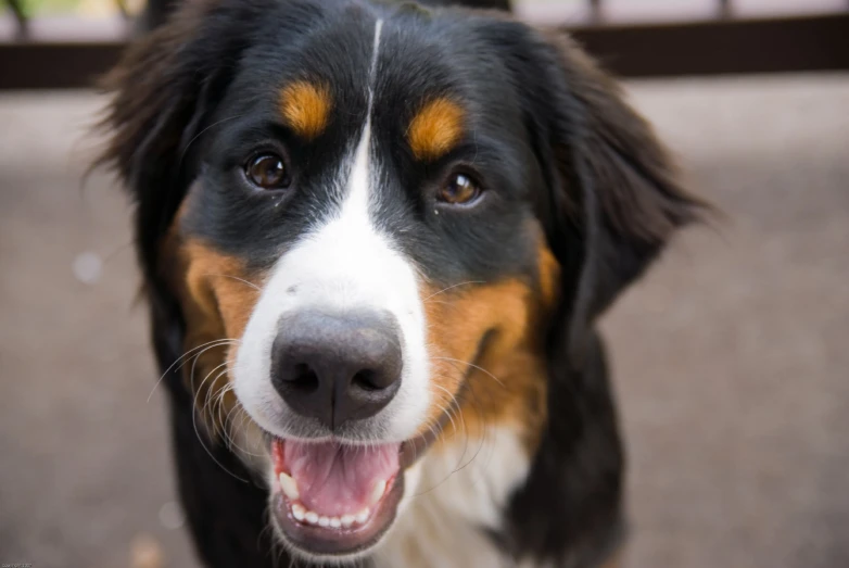 a dog with its tongue out looking straight ahead