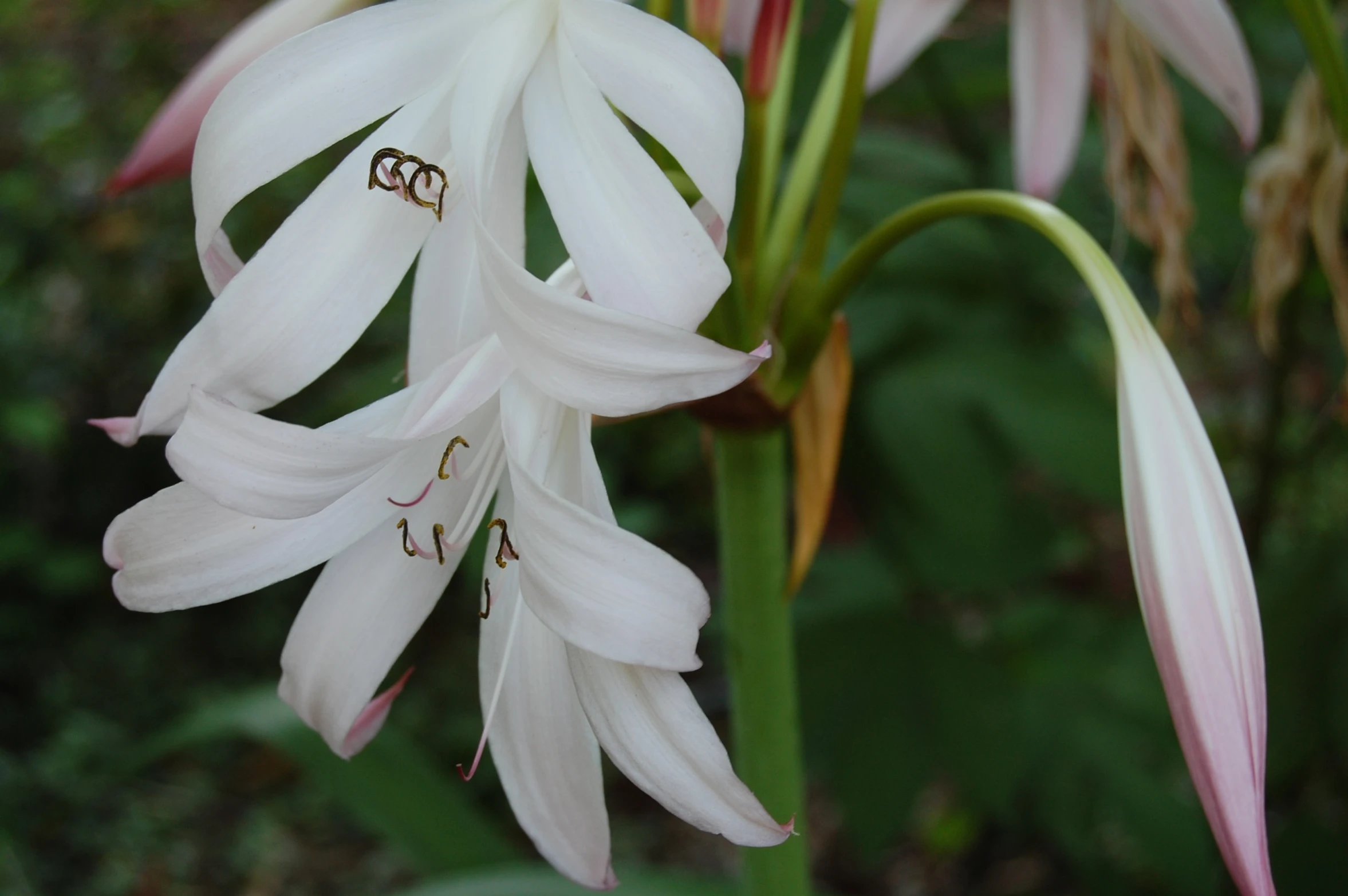 the lily has an interesting flower to do with its surroundings