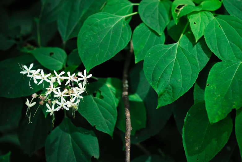 the white flowers are growing on green leaves