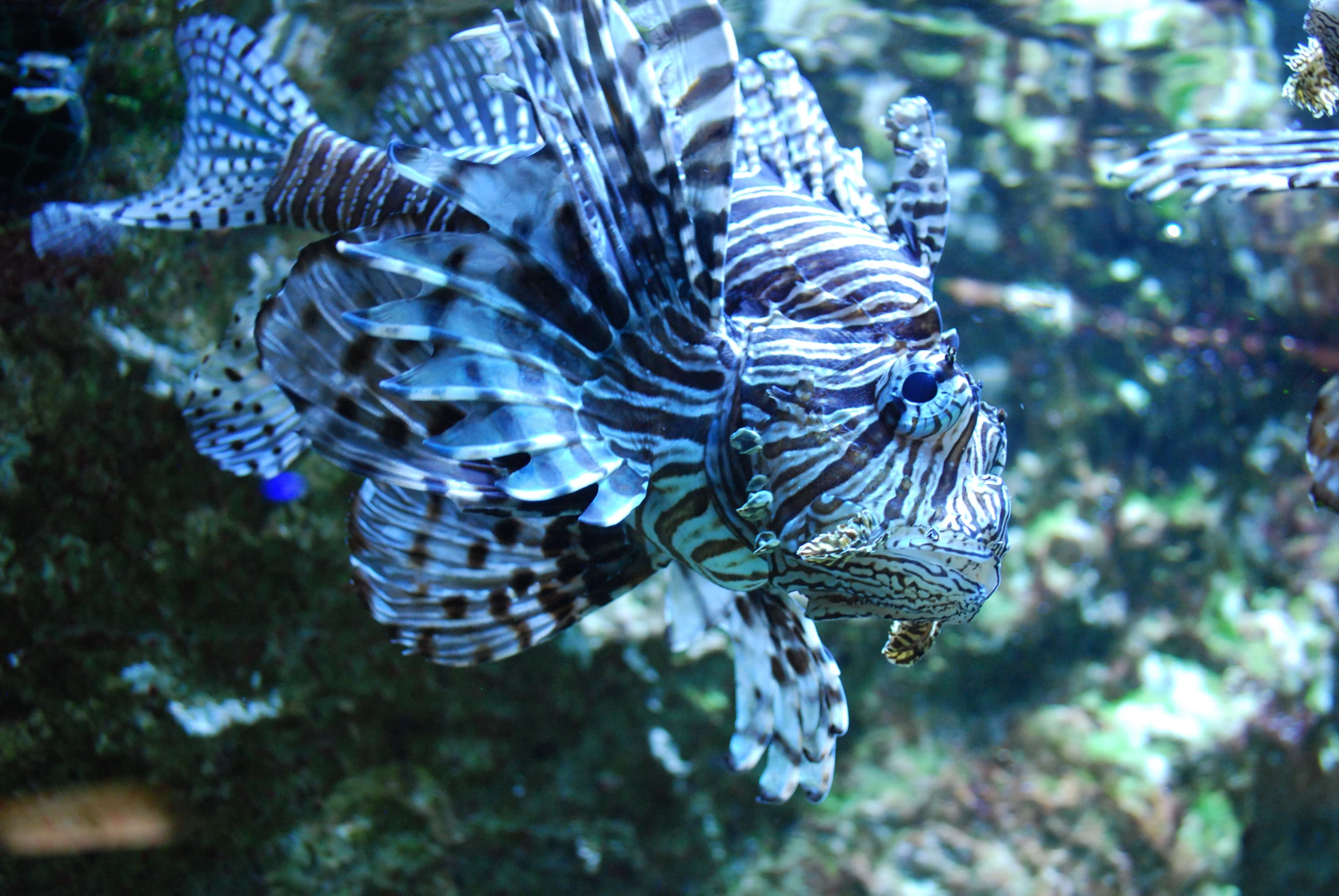 two lion fish are swimming in an aquarium