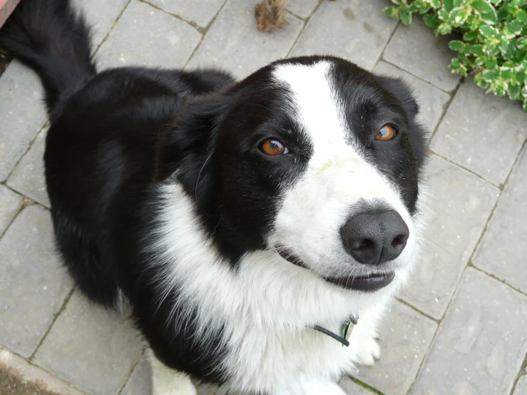 black and white dog with brown eyes looking at camera