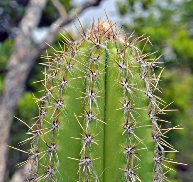 a cactus with many spikes growing on top