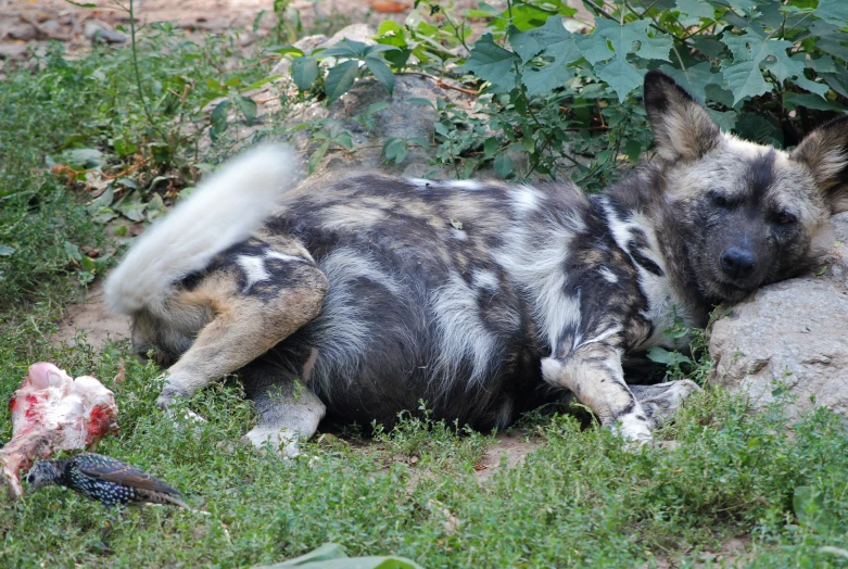 two dogs laying in the grass with a dead animal next to them