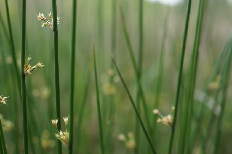 several small flowers growing on a tall grass stalk