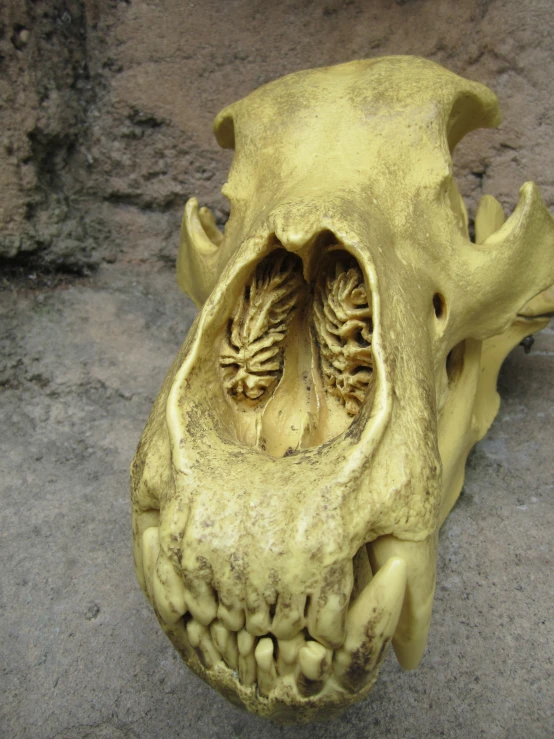 the skull of a wild animal is being displayed