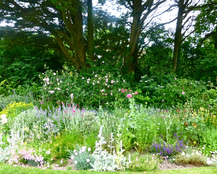 an overgrown garden in front of trees and shrubbery