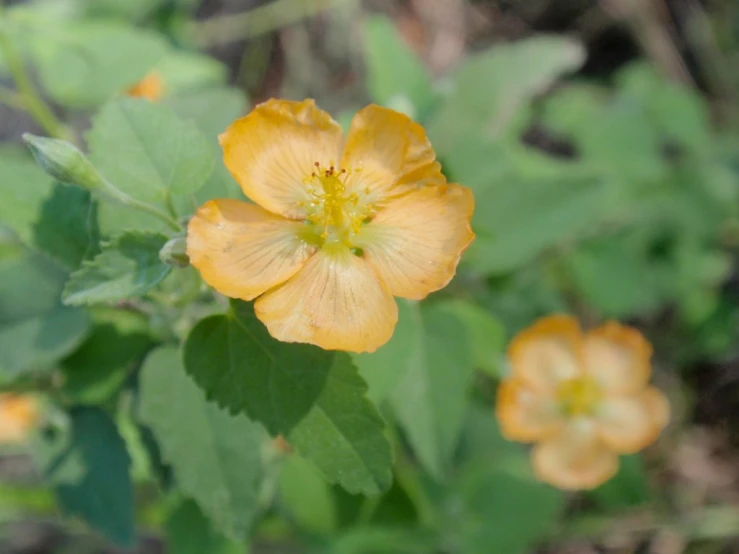 an orange and yellow flower growing next to some green leaves