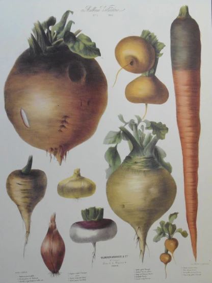 a drawing of vegetables and root type carrots