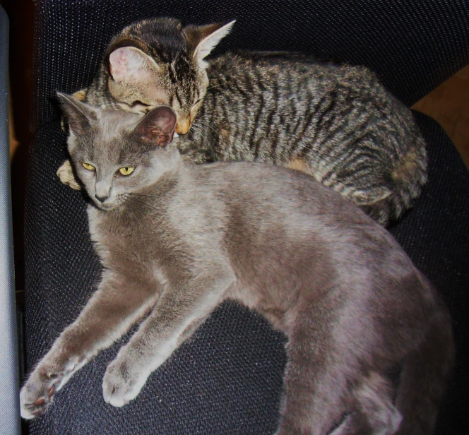 two cats cuddle side by side on an office chair