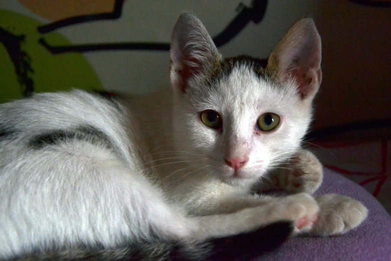 a white kitten is lying down on a chair