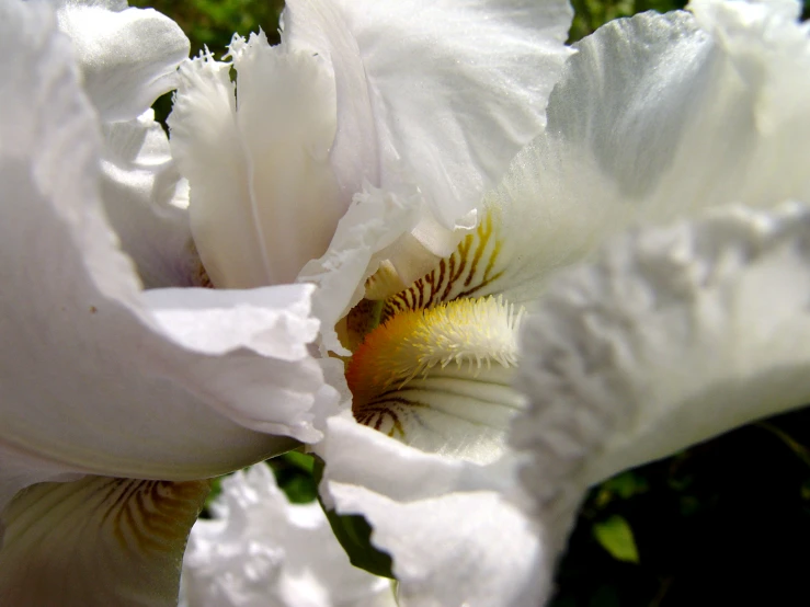 a white flower with a yellow center is shown in close up