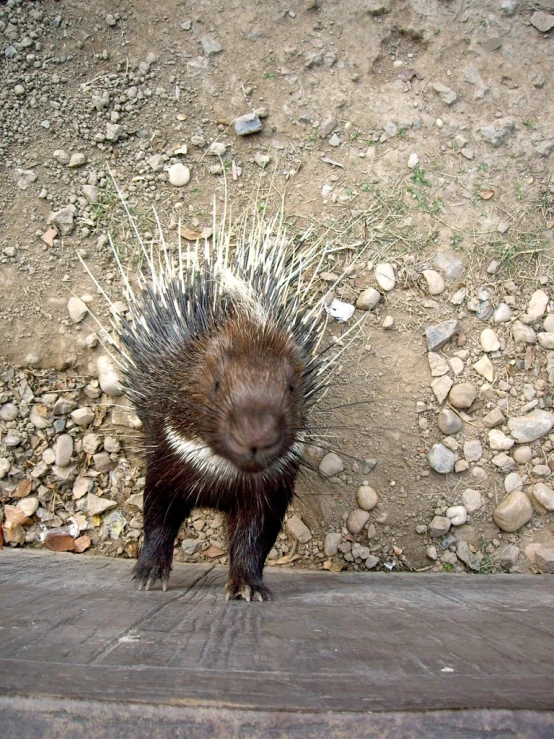 a porcupine is standing on the edge of a road