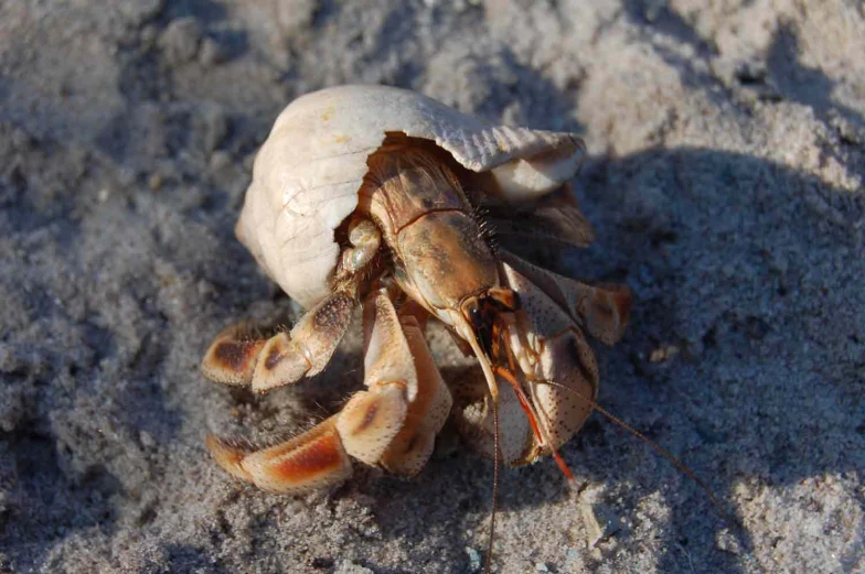 a shell in the sand with a scorpion on it