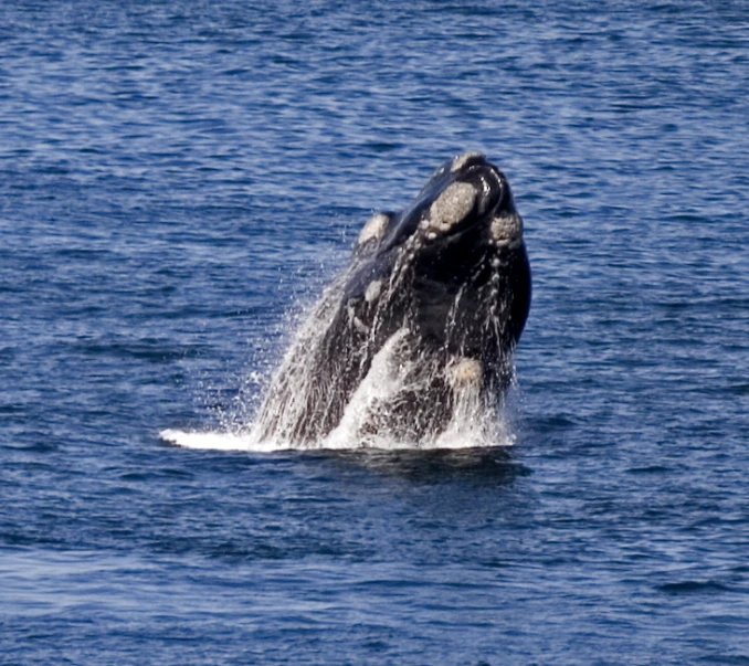 a humpback whale leaping out the ocean water