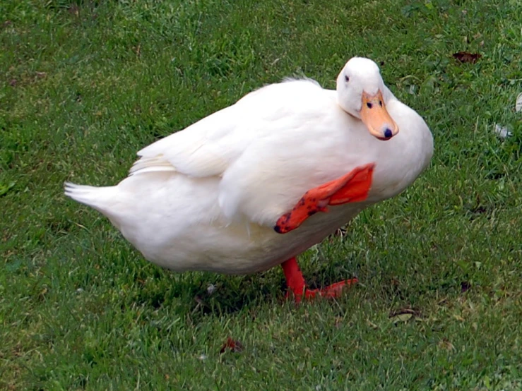 the bird has two orange eyes, while standing in the grass