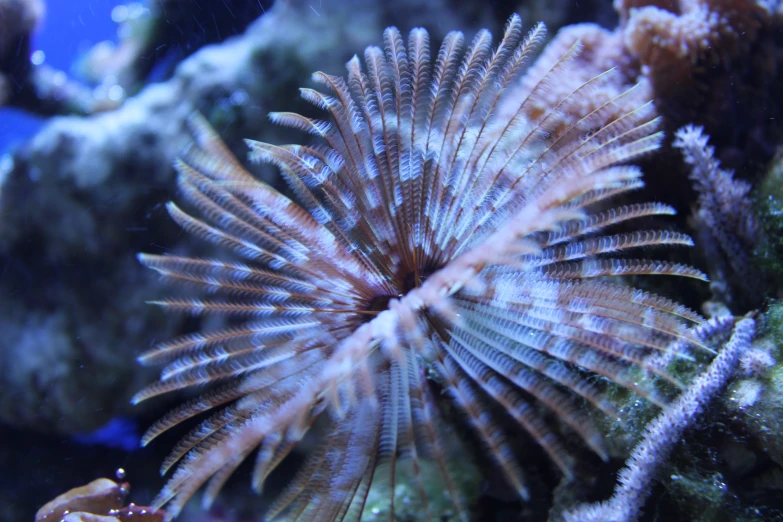 a close up of a sea starfish on a coral