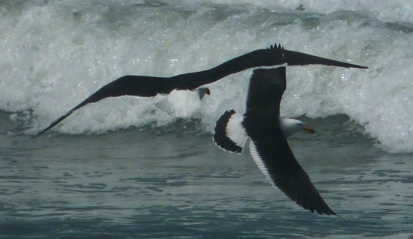 two birds fly through the air near waves