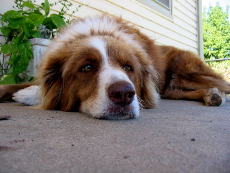 brown and white dog laying on patio outside of a house