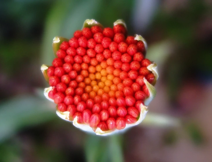 some very pretty red balls in a flower