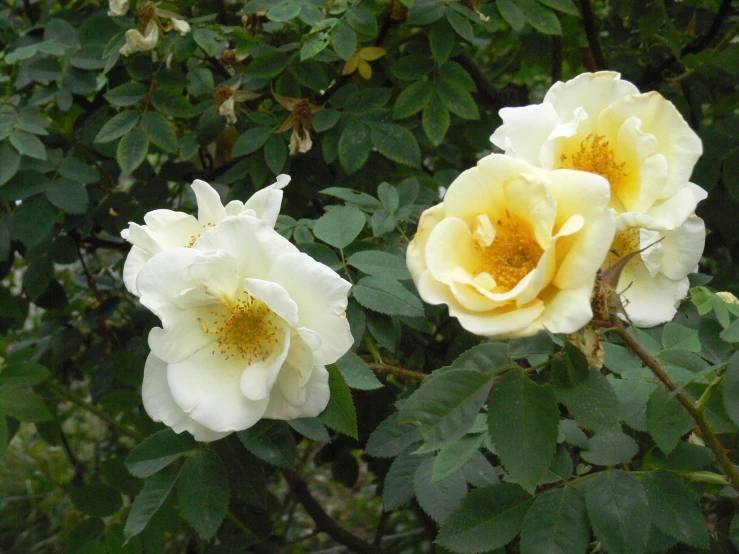 two white roses are shown on a bush