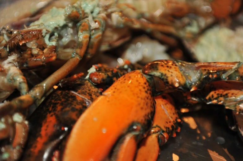 close up of orange colored crabs in their shell