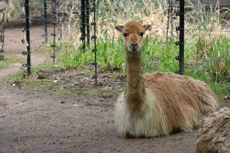 a llama sitting in the dirt next to a wire fence