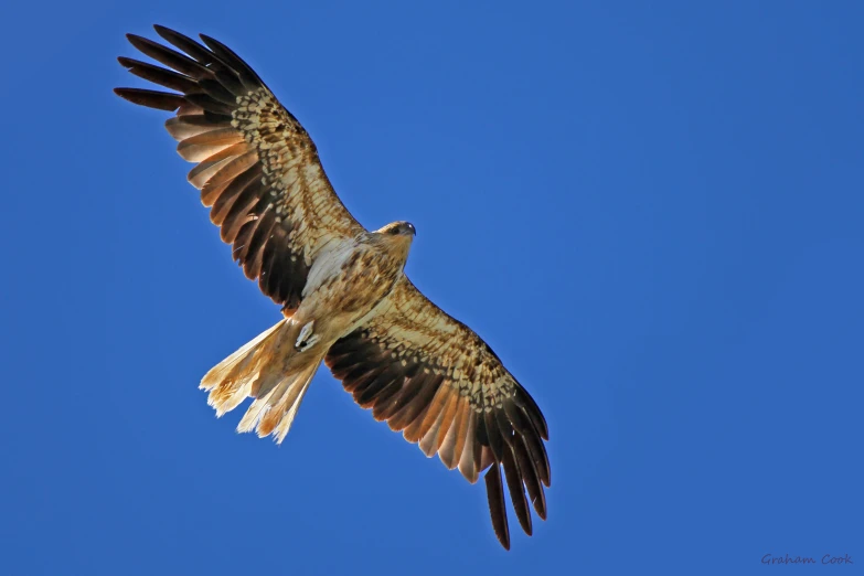 an eagle soaring in the blue sky on a sunny day