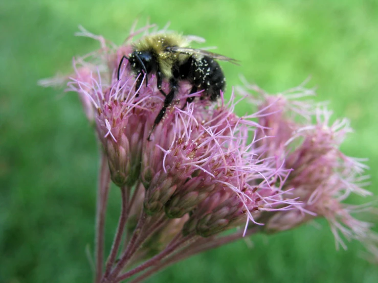 a bee is on some pink flowers in the field