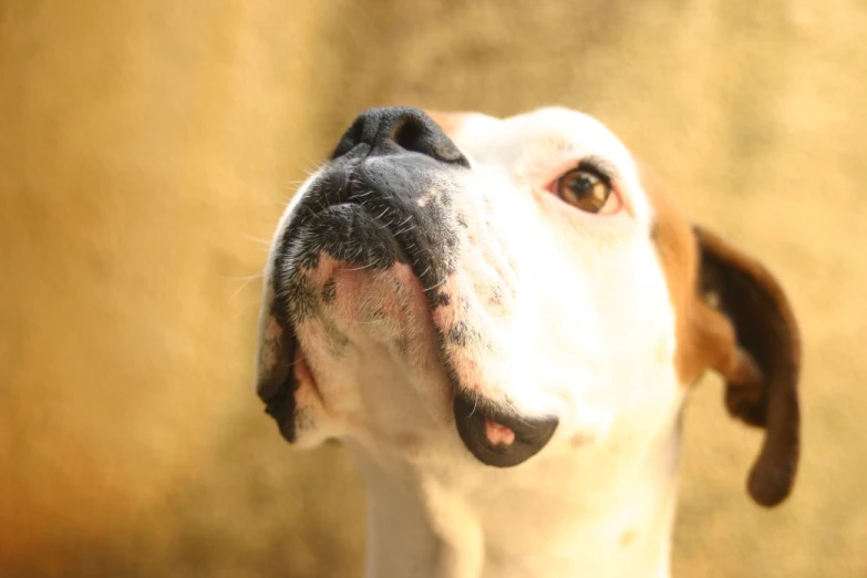 a white dog has its eyes open and has its tongue out