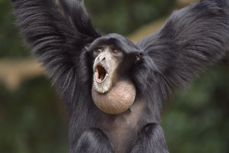 there is a black monkey that has its mouth open