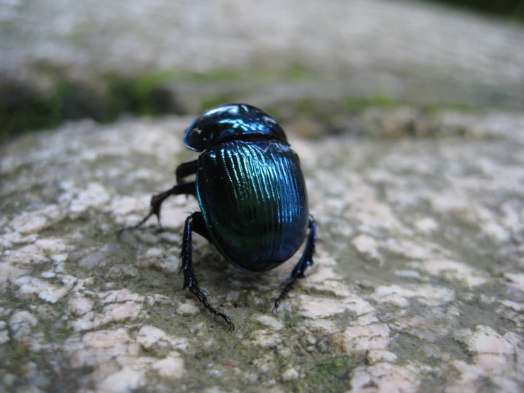 the metallic bug is perched on top of a rock