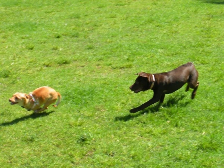 a dog and cat playing in a green grass covered field