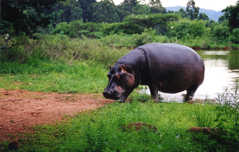 the hippo is standing in the water in the grass