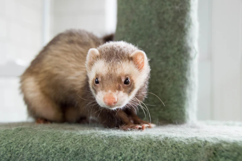 an adorable little ferret that is standing on some grass