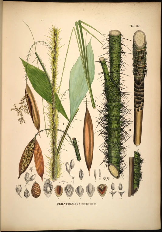 a drawing shows various plants in various stages