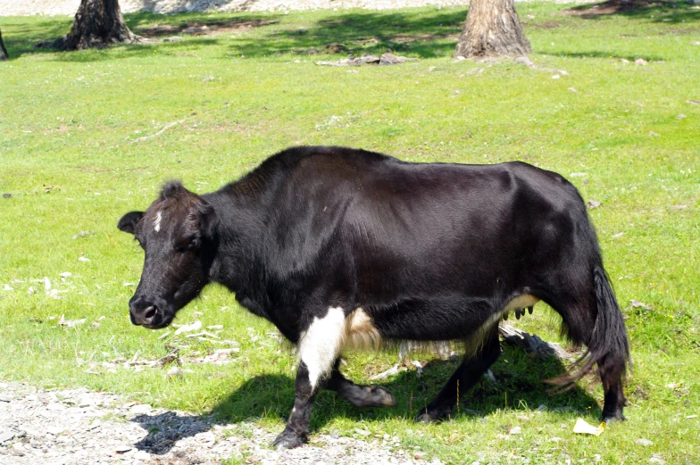 black cow standing in an open grassy field