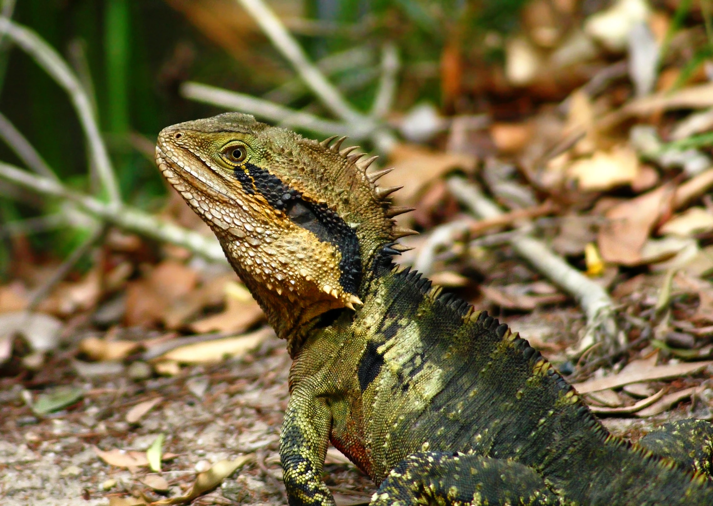 an iguana that is standing in the dirt