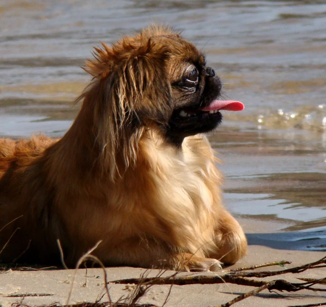 the dog is on the beach with its tongue hanging out