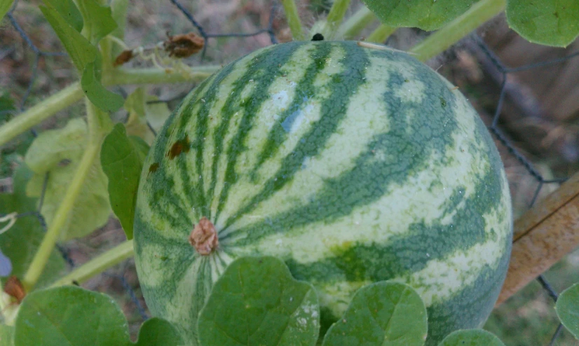 a watermelon growing on a tree with green leaves