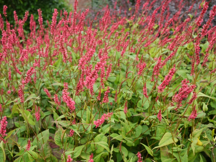 red flowers that are in a bush outside