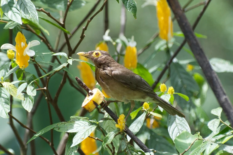 a bird sitting on a tree limb next to leaves