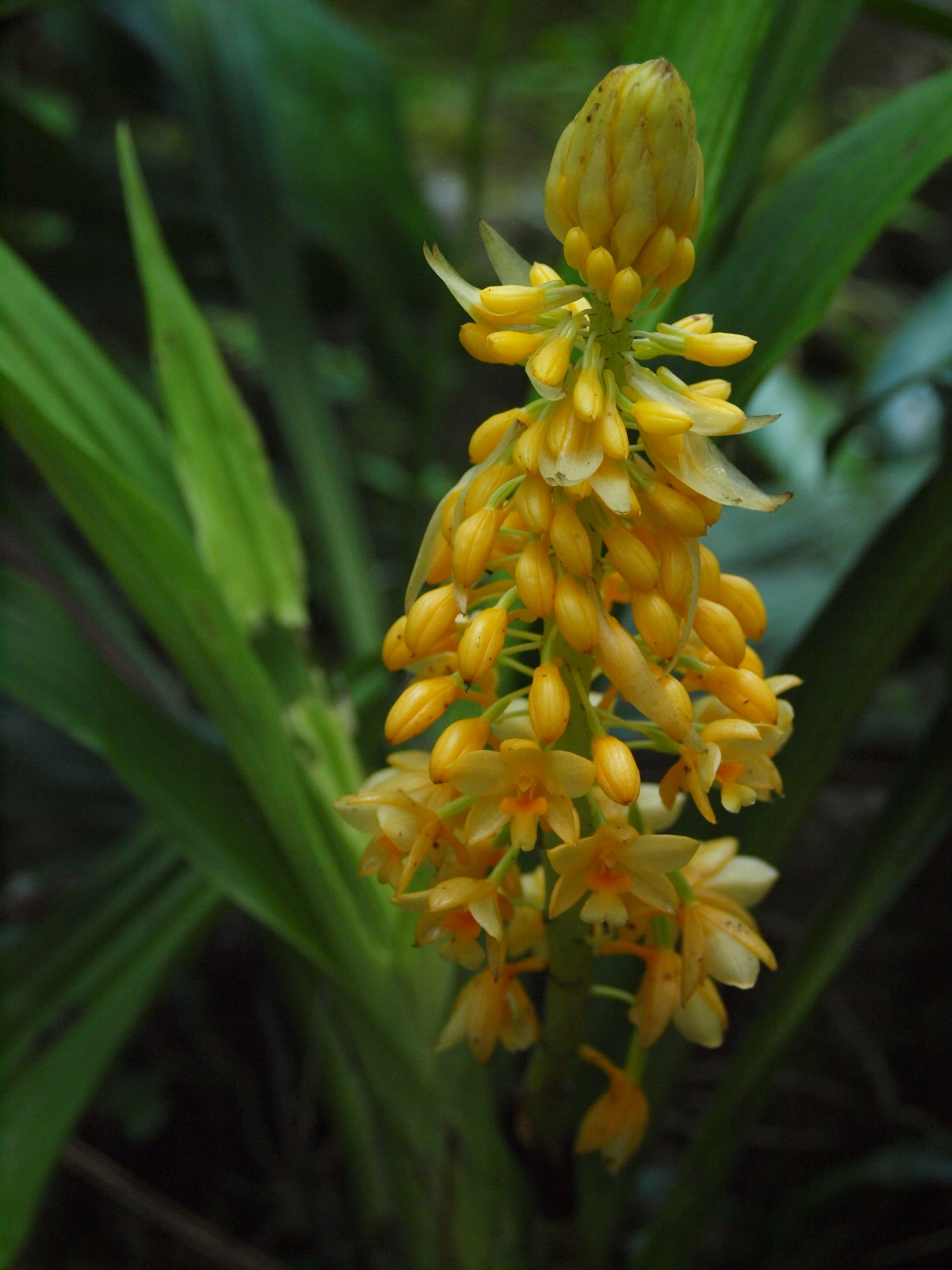 small yellow flowers growing on the side of a green plant